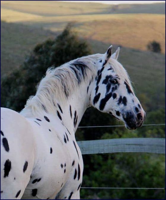 The Majestic Knabstrupper Stud - Figaro